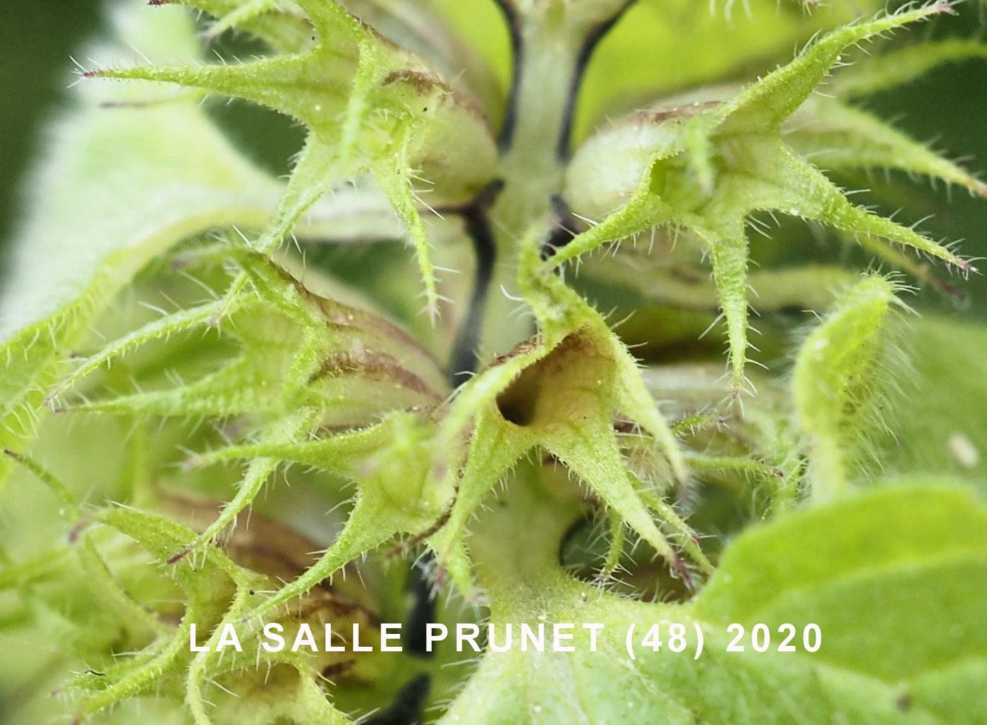 Dead-nettle, Red fruit